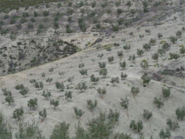 Terreno en Quesada photo 4