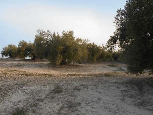 Terreno en Vía, Martos photo 1