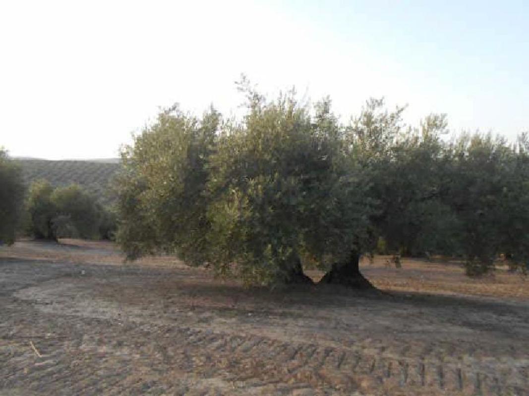 Działka na sprzedaż w Martos, Jaén photo 2