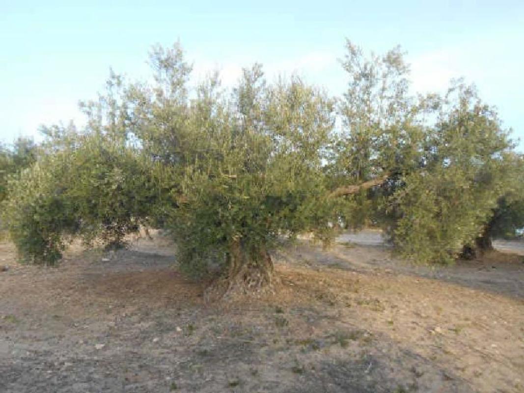 Działka na sprzedaż w Martos, Jaén photo 3