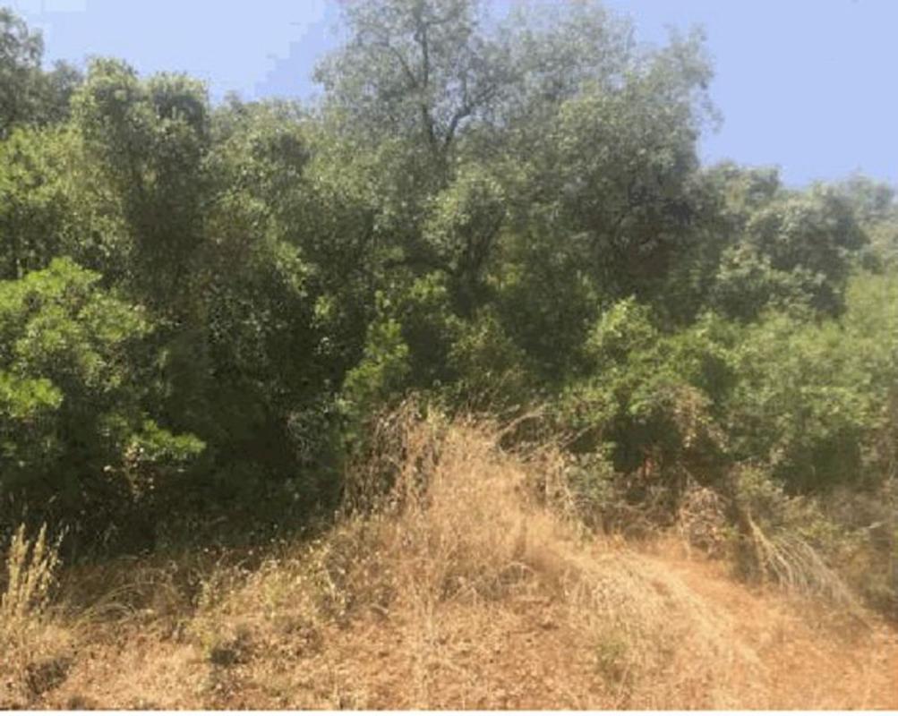 Terreno en venta en Fuensanta de Martos, Jaén photo 3