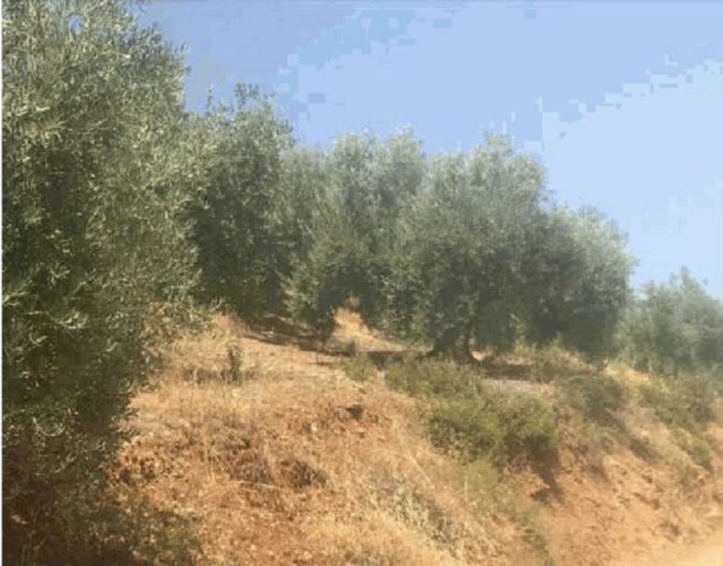 Terreno en venta en Fuensanta de Martos, Jaén photo 5