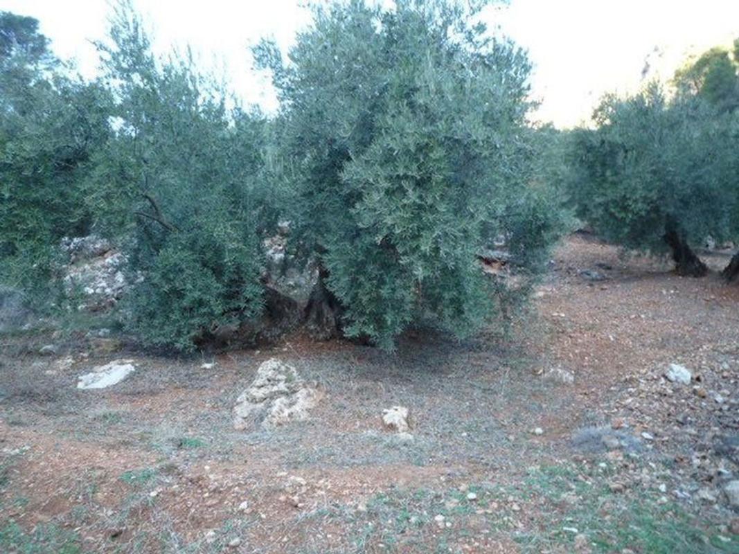 Terreno en venta en Villacarrillo, Jaén photo 2