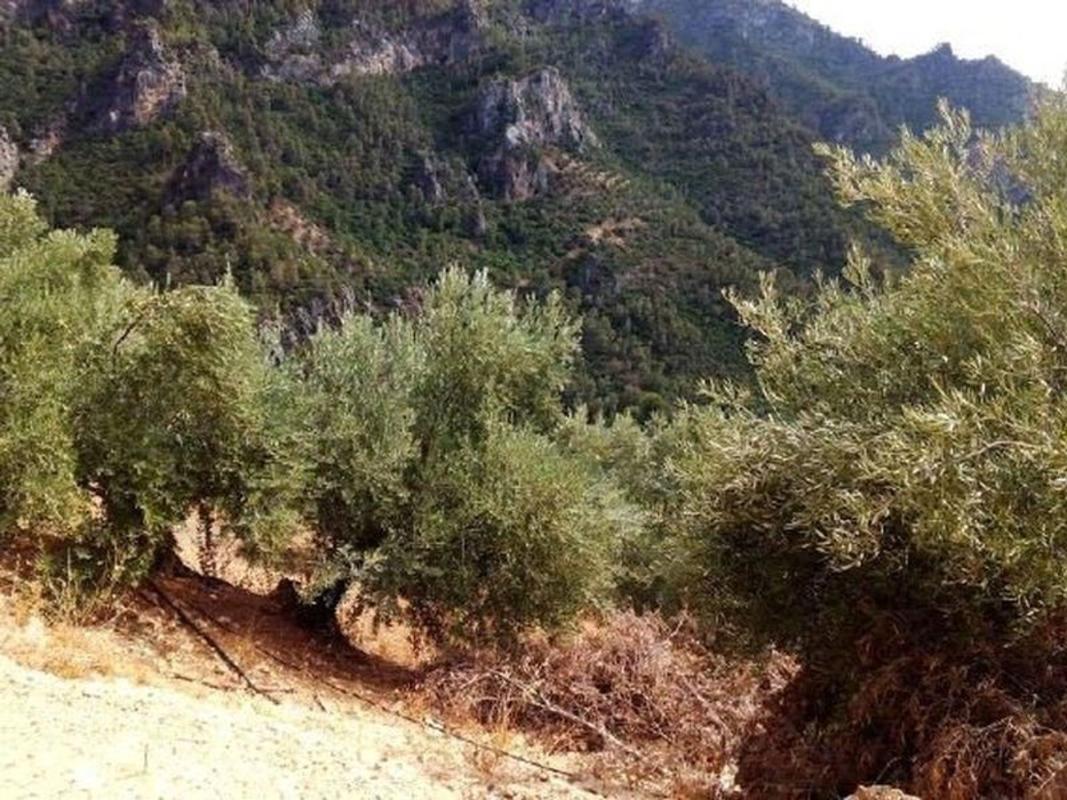 Terreno en venta en Villacarrillo, Jaén photo 3