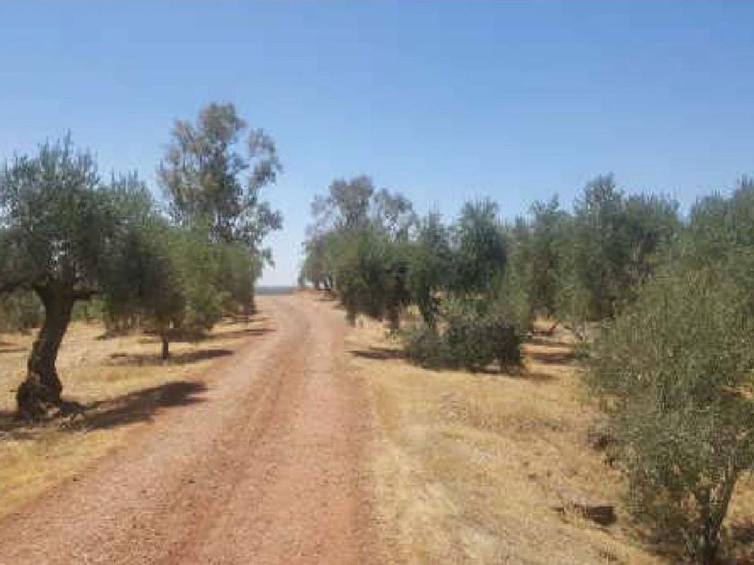 Land for sale in Marmolejo, Jaén photo 3