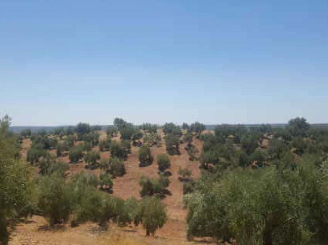 Land for sale in Marmolejo, Jaén photo 4