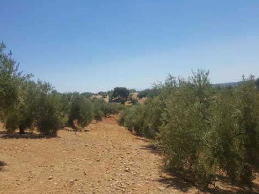Land for sale in Marmolejo, Jaén photo 5