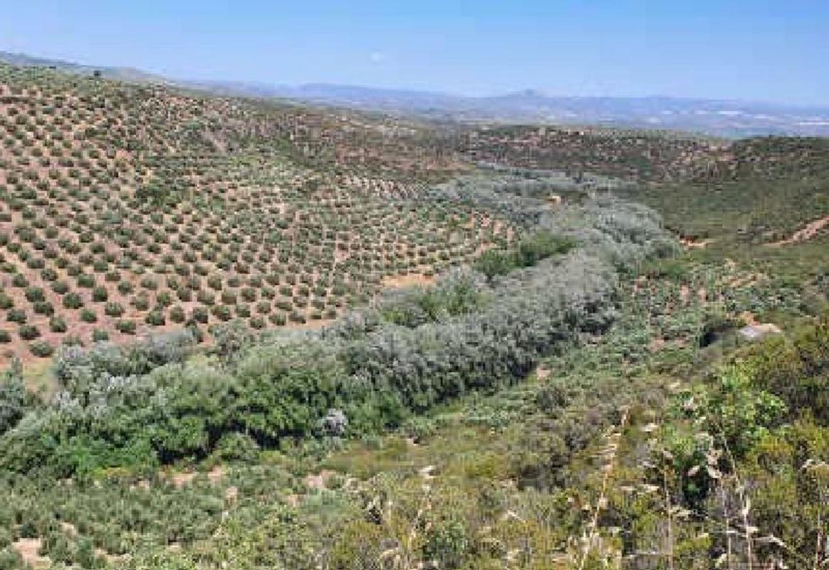 Land for sale in Sabiote, Jaén photo 3