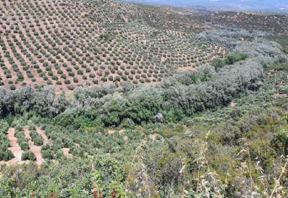 Land for sale in Sabiote, Jaén photo 4