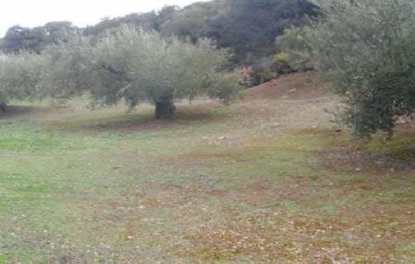 Terreno en Calle Real de San Fernando, 12 -24, Martos photo 1