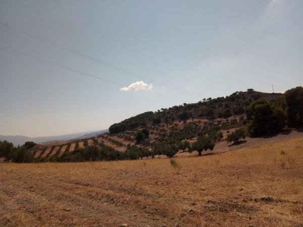 Terreno en Jv-3213, Quesada photo 1