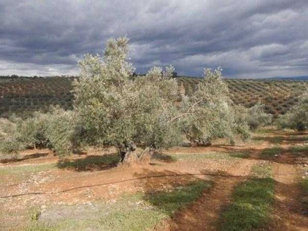 Terreno en A-6202, Sorihuela del Guadalimar photo 1