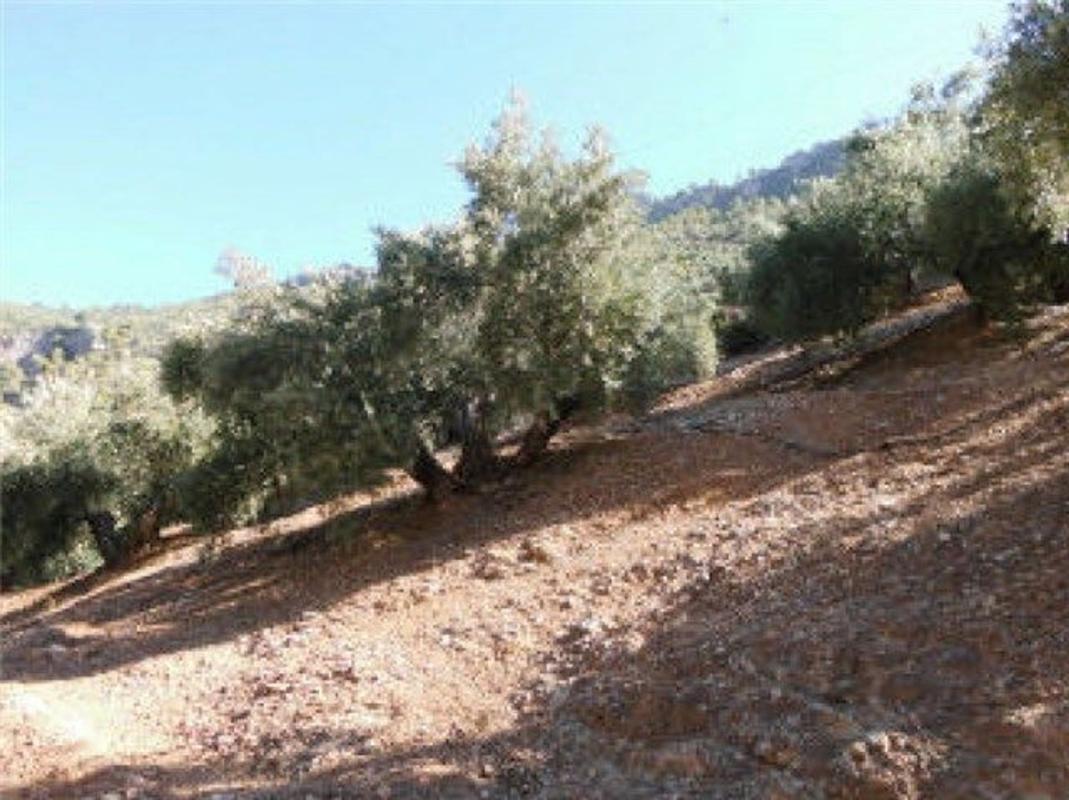 Terreno en venta en Sorihuela del Guadalimar, Jaén photo 2