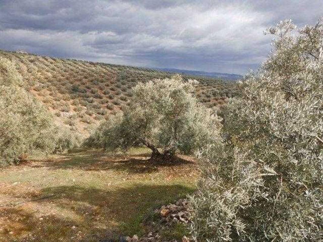 Terreno en venta en Sorihuela del Guadalimar, Jaén photo 3