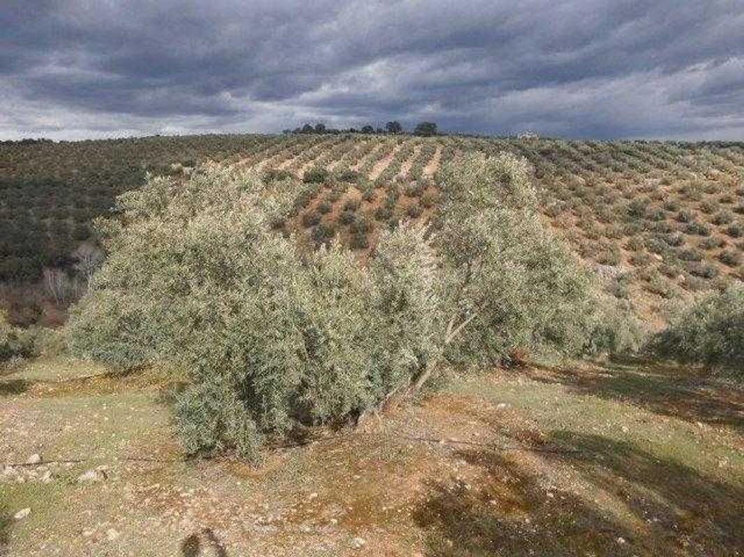 Terreno en venta en Sorihuela del Guadalimar, Jaén photo 5