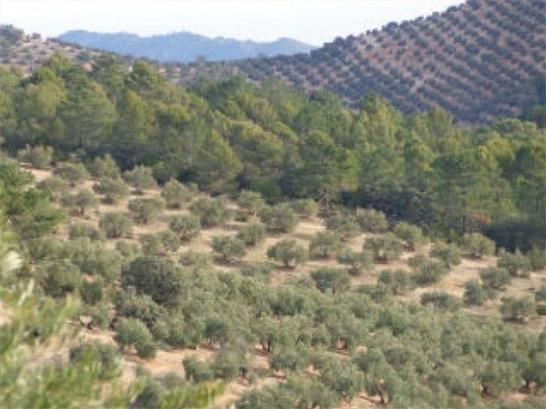 Terreno en venta en Villanueva del Arzobispo, Jaén photo 2