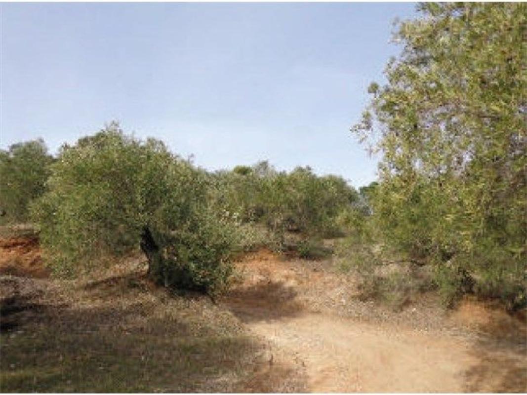 Terreno en venta en Villanueva del Arzobispo, Jaén photo 4