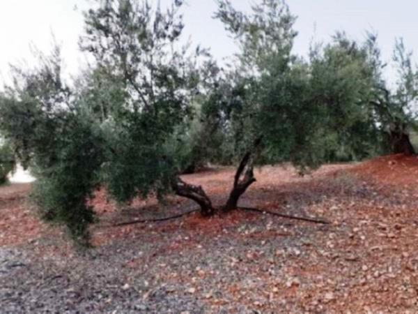 Terreno en Jv-7041, Villanueva del Arzobispo thumbnail 1