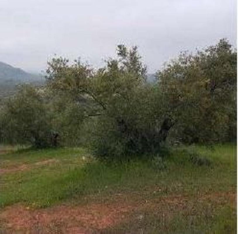 Участок земли на продажу в Вильянуэва-дель-Арсобиспо, Хаэн photo 2