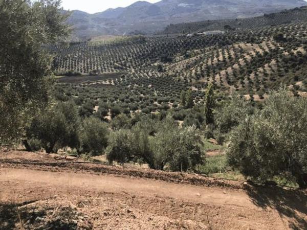 Terreno en Ubeda photo 2