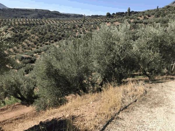 Terreno en Ubeda photo 3
