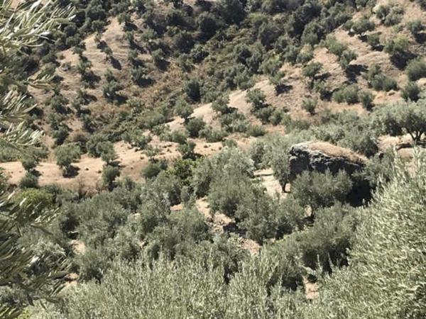 Terreno en Ubeda photo 4