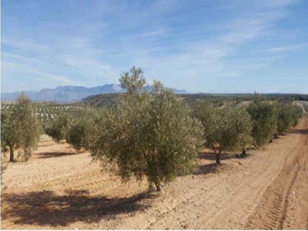Działka na sprzedaż w Cabra de Santo Cristo, Jaén photo 2