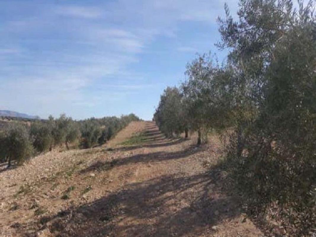 Działka na sprzedaż w Cabra de Santo Cristo, Jaén photo 4