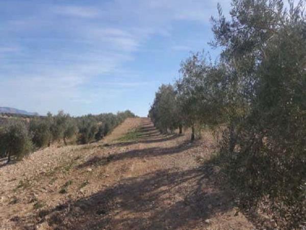 Terreno en Jv-3213, Cabra de Santo Cristo photo 4