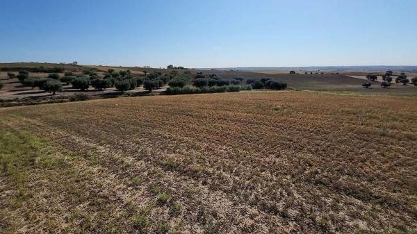 Terreno en Camino del Alto, La Dehesa - El Pinar, Navalcarnero photo 1