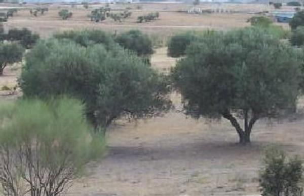 Terreno en Calle Paraje Perdiguera, El Pijorro, Navalcarnero photo 2