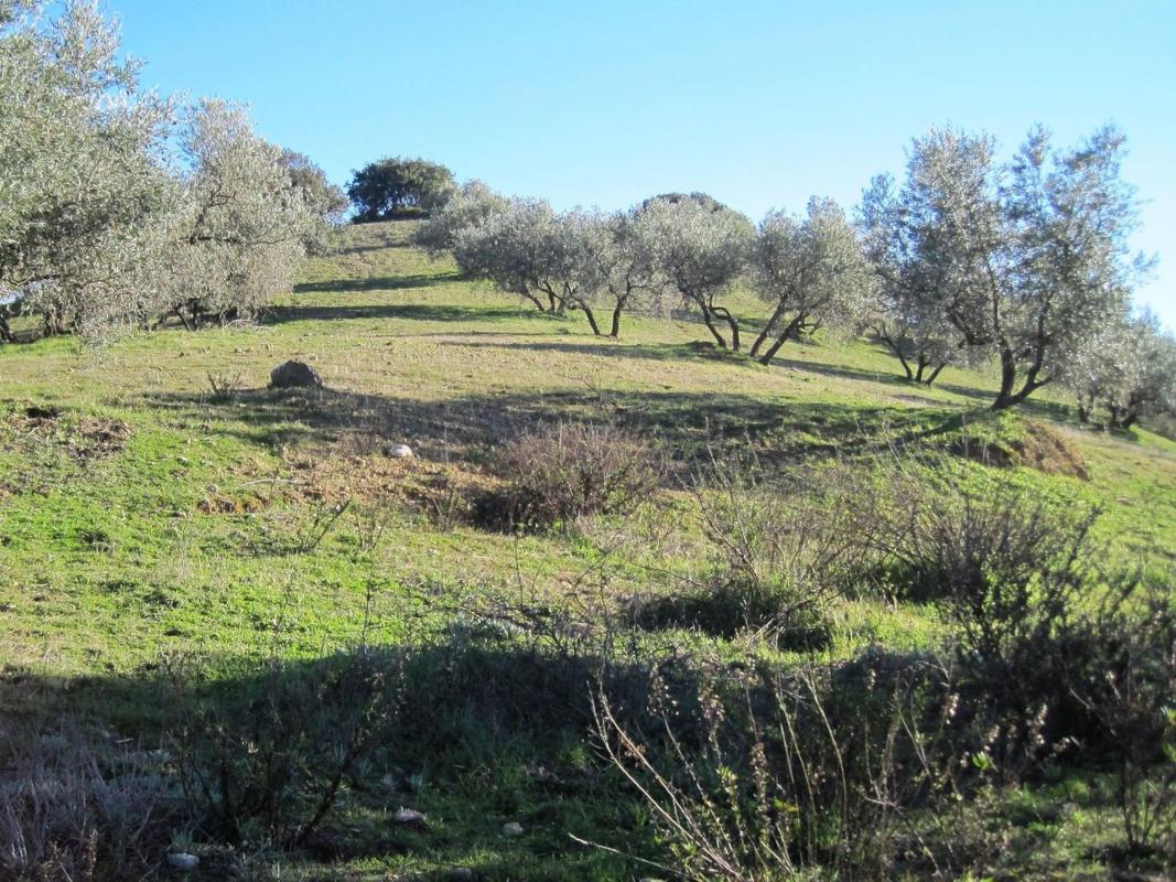 Land for sale in Archidona, Malaga photo 3