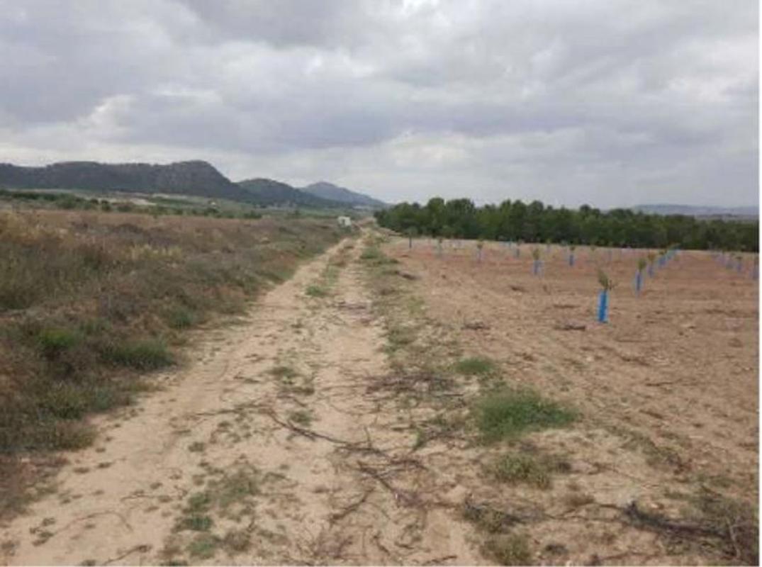Terreno en venta en Yecla, Murcia photo 4