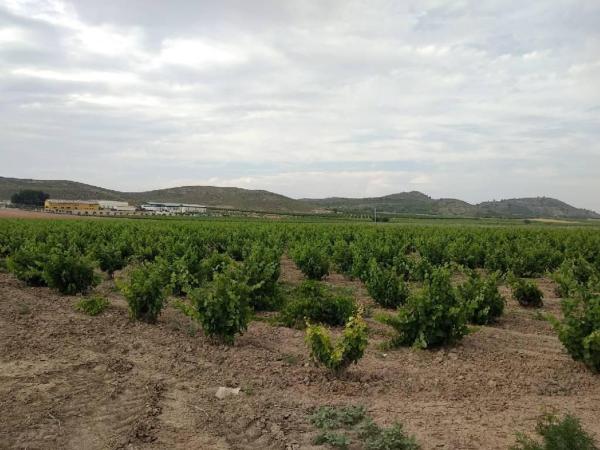 Terreno en Vía, Jumilla photo 2