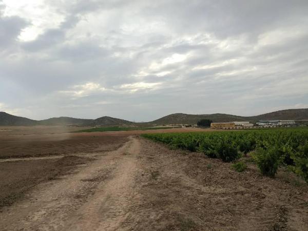 Terreno en Vía, Jumilla photo 3