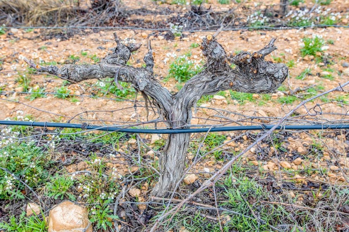 Terreno en venta en Yecla, Murcia photo 1