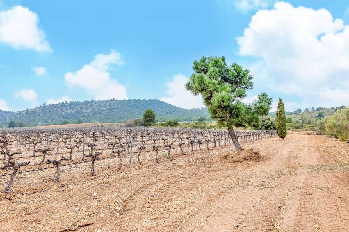 Terreno en venta en Yecla, Murcia photo 4