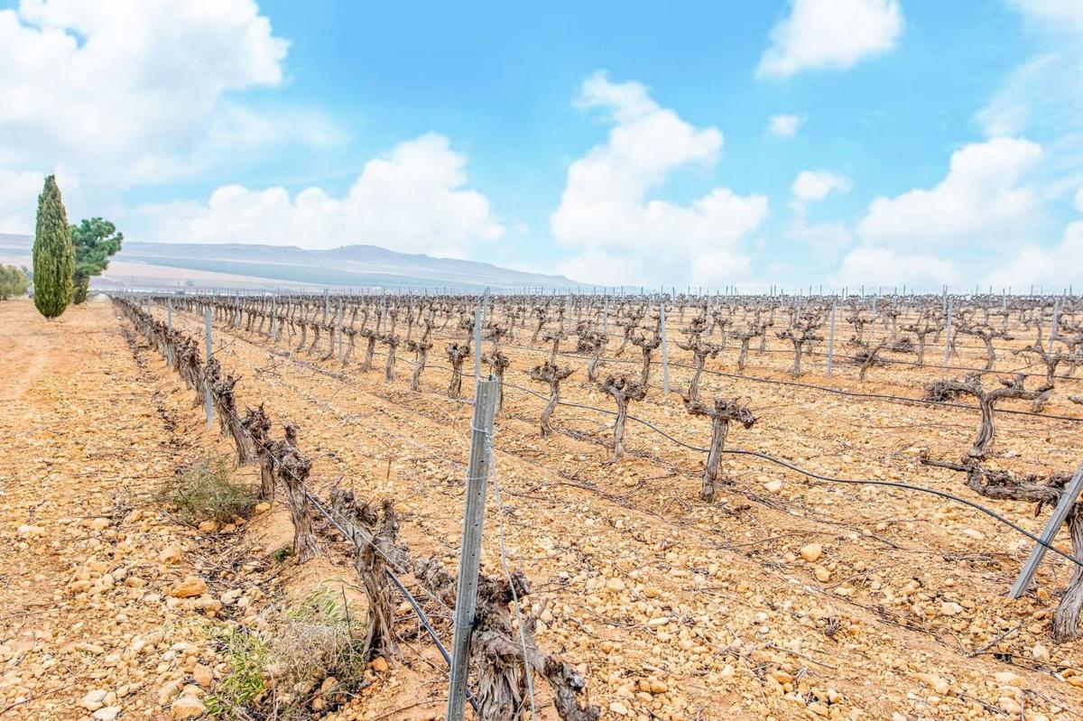 Terreno en venta en Yecla, Murcia photo 5