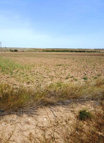 Terreno en Carretera del Ebro s/n, Lodosa photo 1