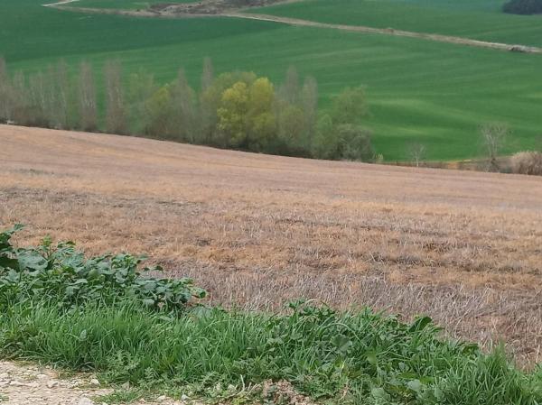 Terreno en Camino Estrecho, 131, Cintruénigo photo 3
