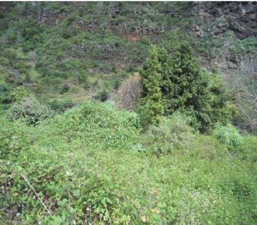 Terreno en Camino Llano la Palma, San Andrés y Sauces thumbnail 1