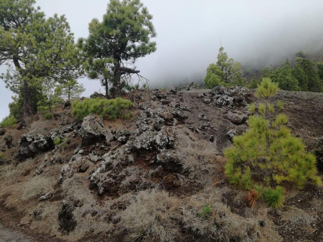 Terreno en venta en El Paso, Santa Cruz de Tenerife photo 2