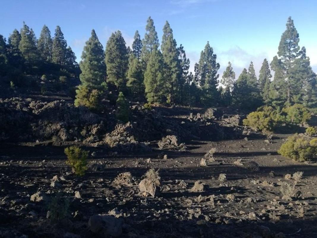 Terreno en venta en El Paso, Santa Cruz de Tenerife photo 3