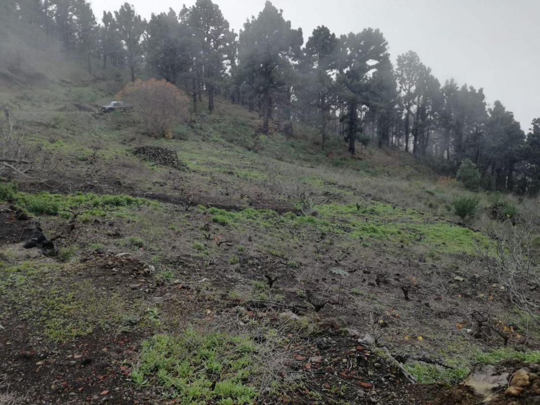 Terreno en venta en El Paso, Santa Cruz de Tenerife photo 4