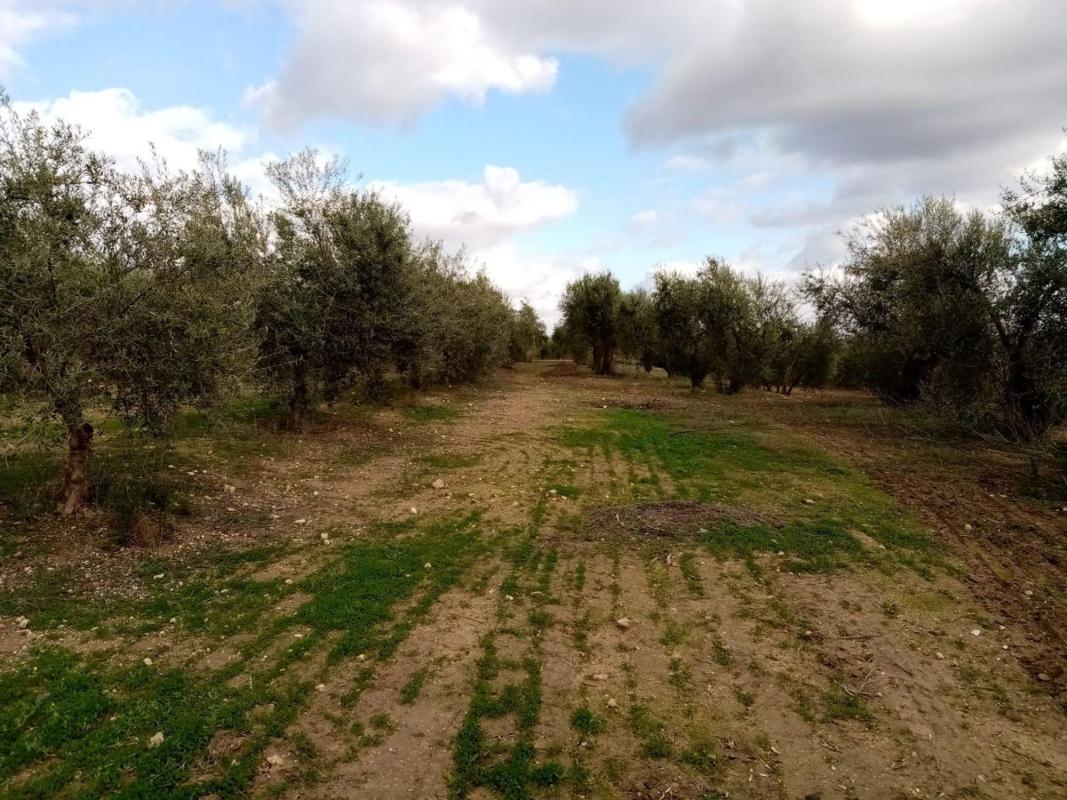 Land for sale in Arahal, Seville photo 2