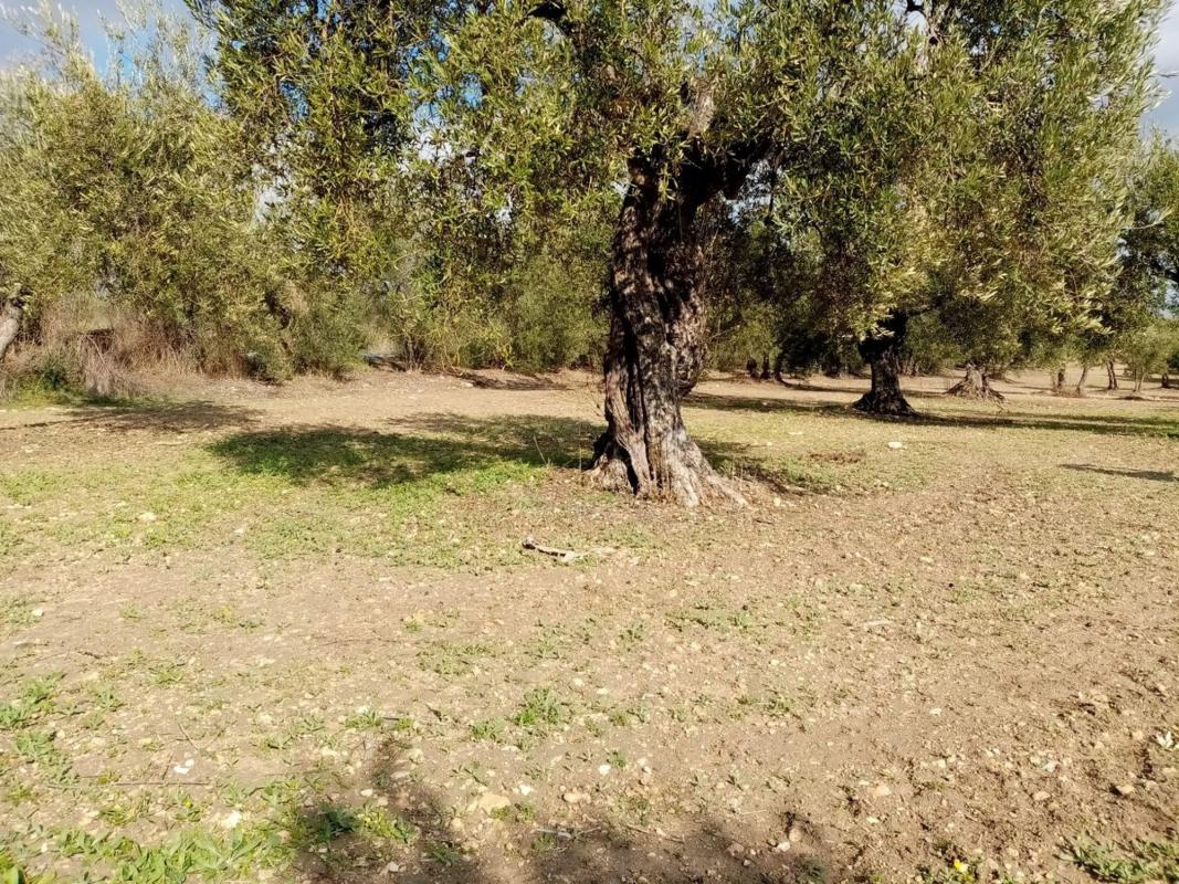 Land for sale in Arahal, Seville photo 3