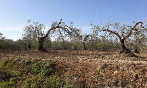 Terreno en Vereda de Carne, Albaida del Aljarafe photo 1