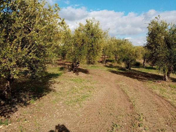 Terreno en Vía, Arahal photo 4