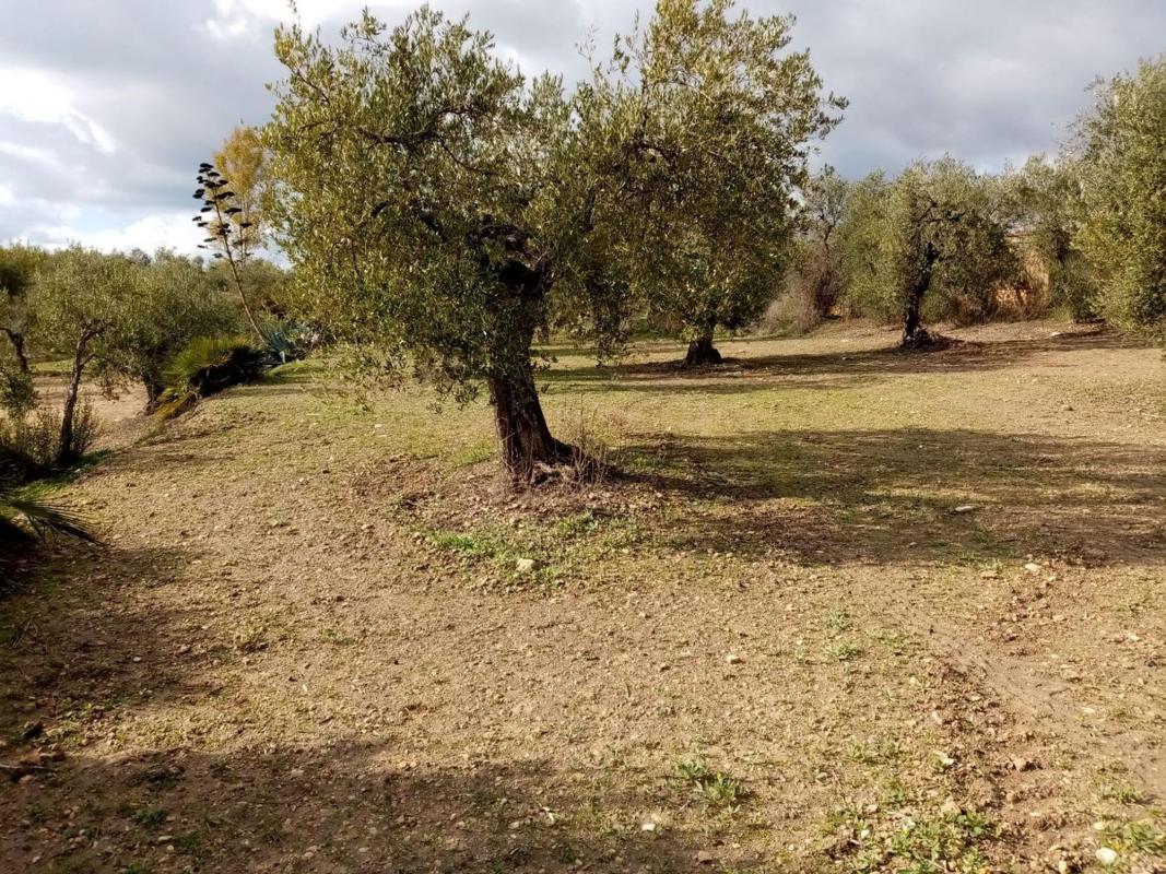 Land for sale in Arahal, Seville photo 5