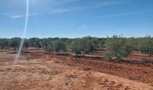 Terreno en Pago Redondo s/n, Arahal photo 3
